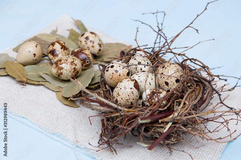 quail eggs in a nest of branches on a blue background, light fabric, several eggs on a litter of bay leaves, Easter background, copy space quail eggs in a nest of branches on a blue background, light fabric, several eggs on a litter of bay leaves, Easter background, copy space