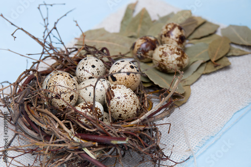 quail eggs in a nest of branches on a blue background, light fabric, Easter background, natural food, copy space, top view, a handful of eggs on a bay leaf