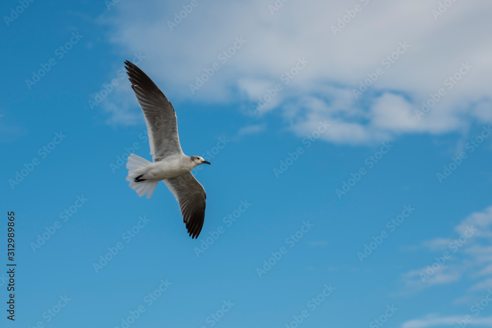 seagull in flight seagull in flight