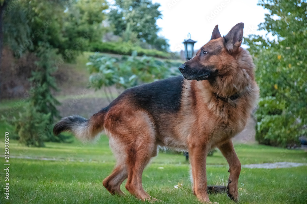 Dog German Shepherd moves, plays and jumps on a green lawn. Pedigree dog outdoors on a sunny summer day. Dog German Shepherd moves, plays and jumps on a green lawn. Pedigree dog outdoors on a sunny summer day.