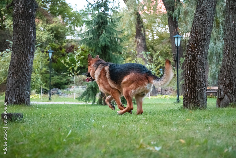 Dog German Shepherd moves, plays and jumps on a green lawn. Pedigree dog outdoors on a sunny summer day. Dog German Shepherd moves, plays and jumps on a green lawn. Pedigree dog outdoors on a sunny summer day.