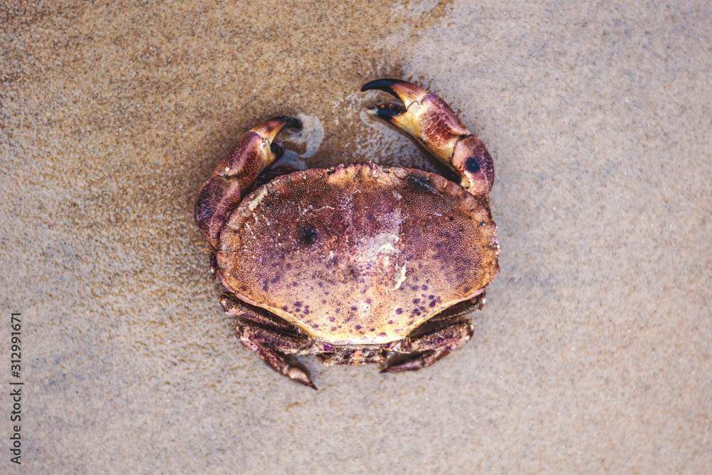 Draufsicht von Krabbe am Strand