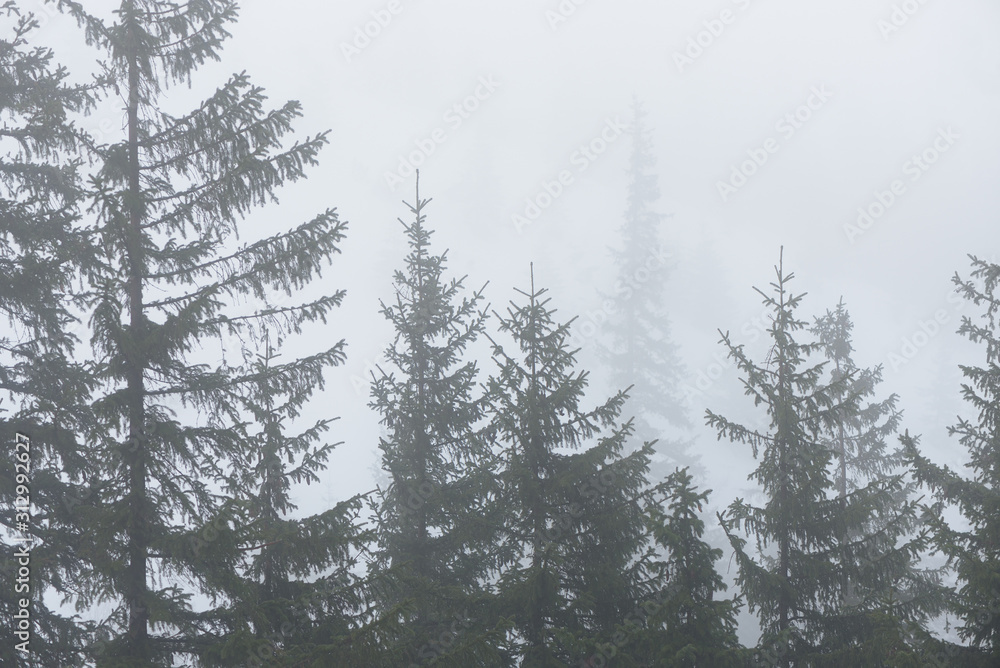 Fir forest in the fog Fir forest in the fog