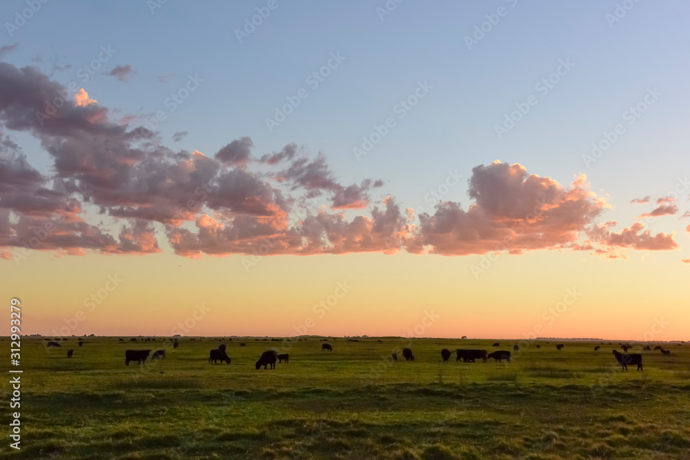 Cows grazing in the field, in the Pampas plain, Argentina