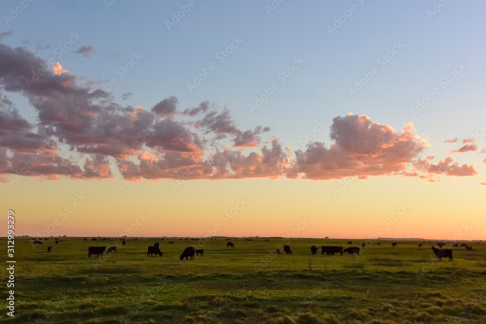 Cows grazing in the field, in the Pampas plain, Argentina Cows grazing in the field, in the Pampas plain, Argentina