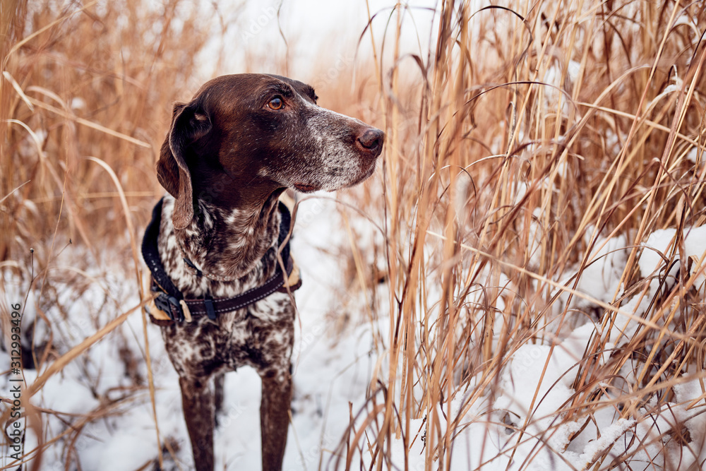 a purebred German Shorthaired Pointer standing in tall grass in the winter.