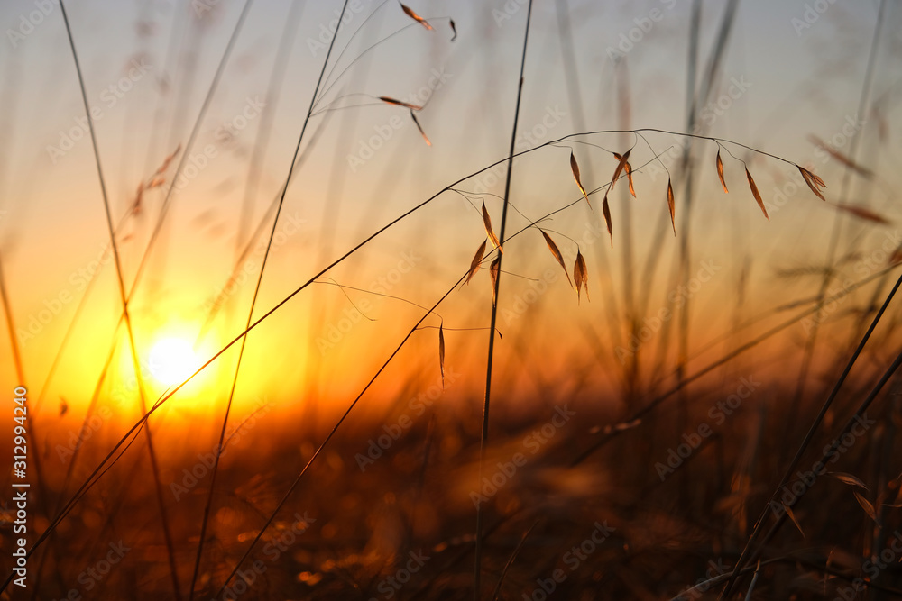 Obraz premium Sunset Grasses