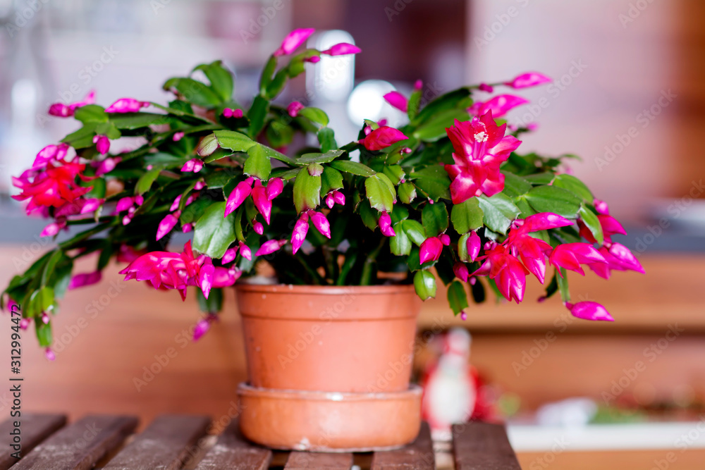 Christmas Cactus Flower in a Pot