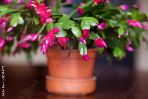 Fototapeta Naklejka Na Ścianę i Meble -  Christmas Cactus Flower in a Pot