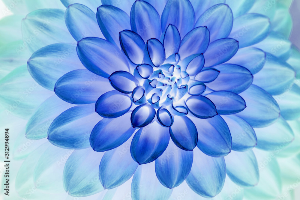 Blue dahlia petals  floral abstract background. Close up of flower dahlia for background