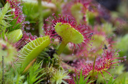 sundew