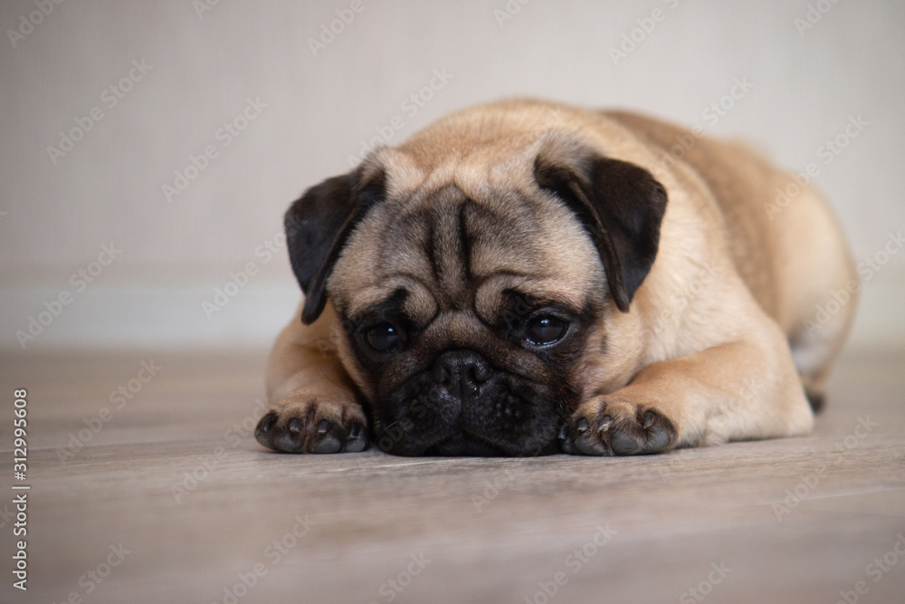 Cute sad pug dog lying on the floor in room at home