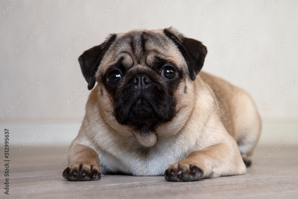 Cute expression pug dog, pug lying on the floor in room and looking at camera