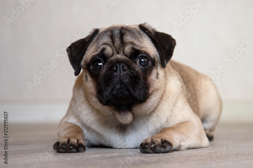 Cute expression pug dog, pug lying on the floor in room and looking at camera © Yekatseryna