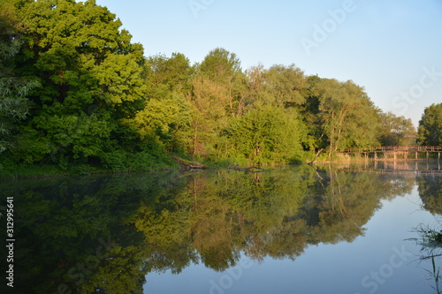 Trees over the lake