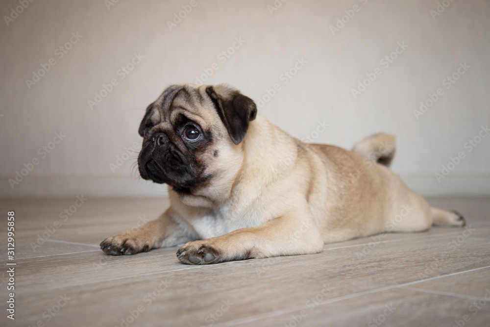 Adorable pug looking away while being unsure and laying in floor