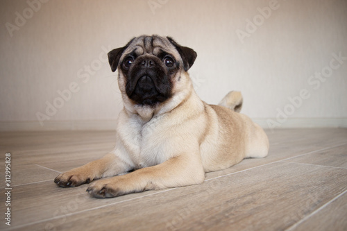 Cute expression pug dog, pug lying on the floor in room and looking at camera © Yekatseryna