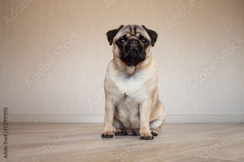 Pug on a wooden floor with an expressive face looking at the camera