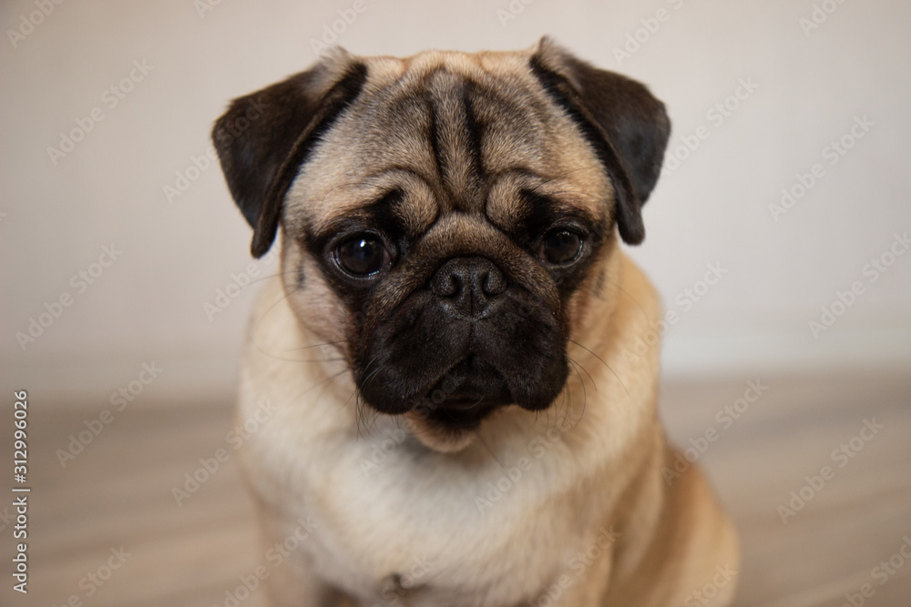 cute dog pug breed have making funny face portrait