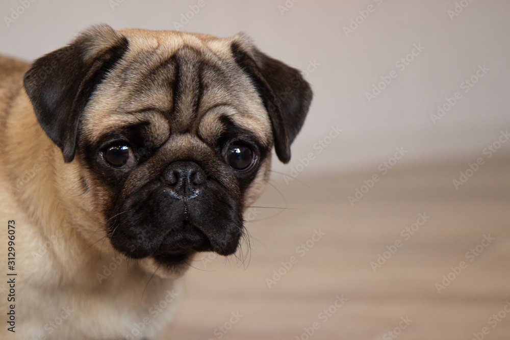 cute dog pug breed have making funny face portrait