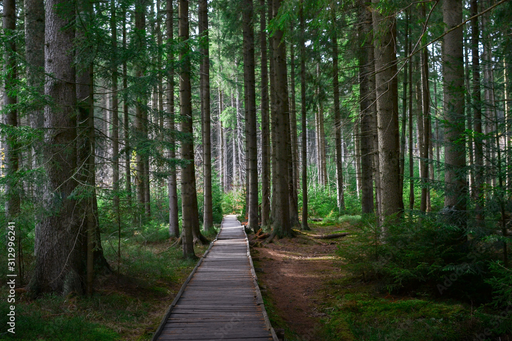Obraz premium Wooden path in the forest
