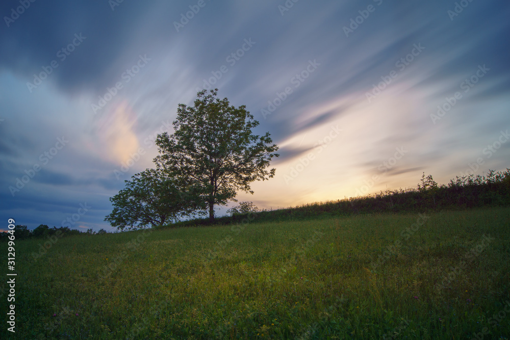 Obraz premium single tree in the field