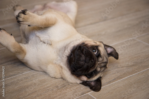 Cute small dog breed pug lying on back and begging to play with it
