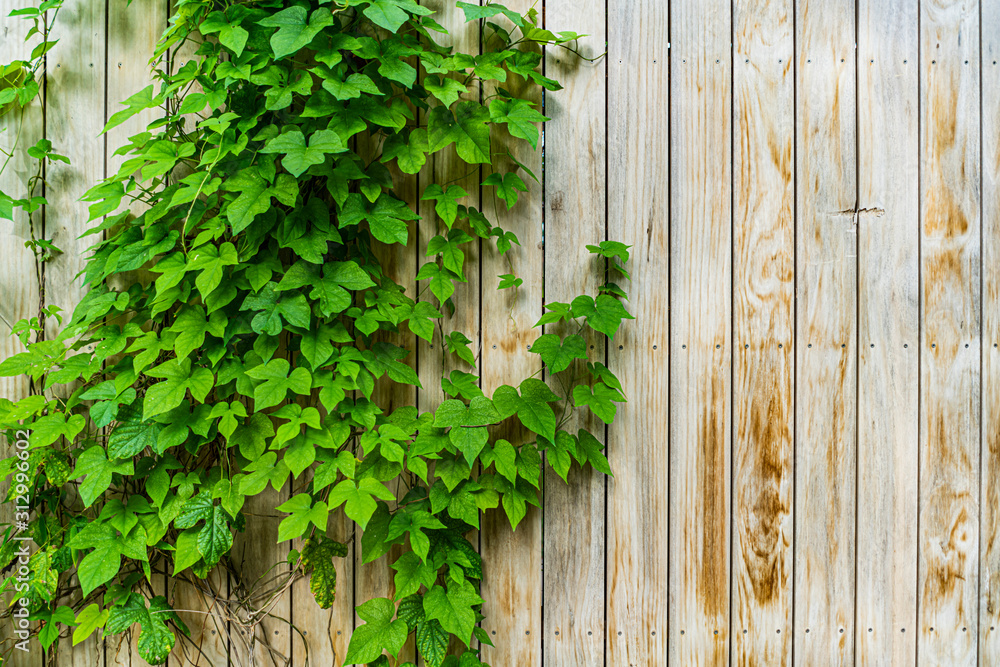 Ivy on old wooden fence, background