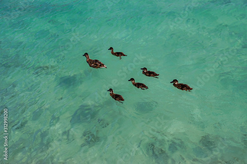 Family of mallard ducks on the transparent and emerald waters of Lake Annecy.Annecy Haute-Savoie in France.
