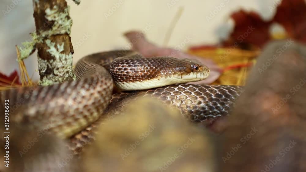 Closeup shot with selective focus of grey pet rat snake its moving over leaves and bark. Sly serpent licks the air smelling with its forked tongue Closeup shot with selective focus of grey pet rat snake its moving over leaves and bark. Sly serpent licks the air smelling with its forked tongue