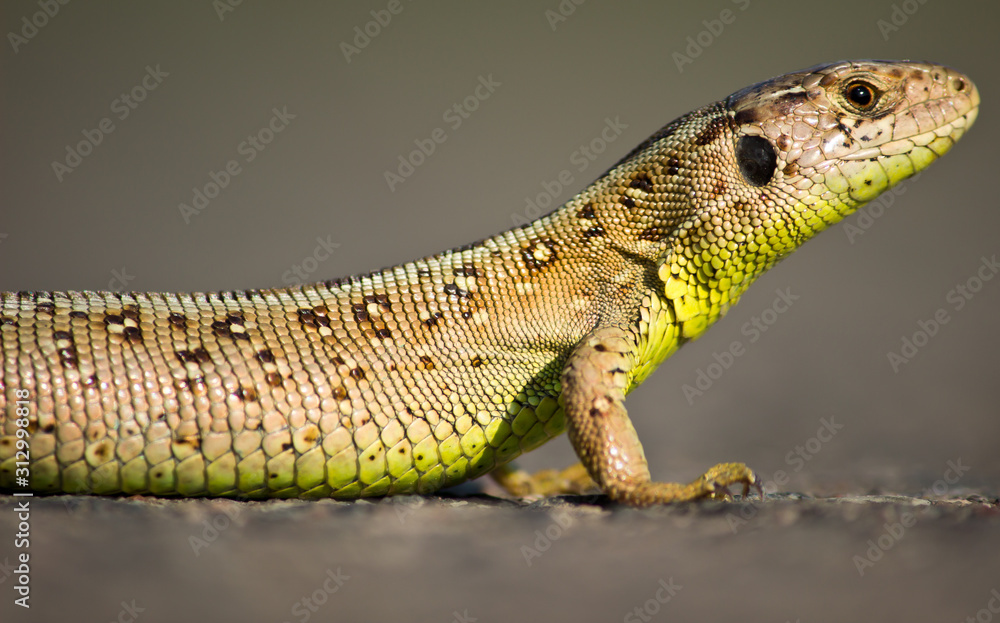Fototapeta premium lizard on rock