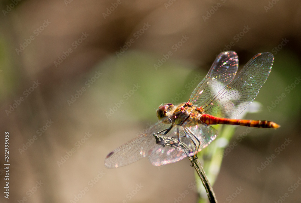 red dragonfly on leaf red dragonfly on leaf