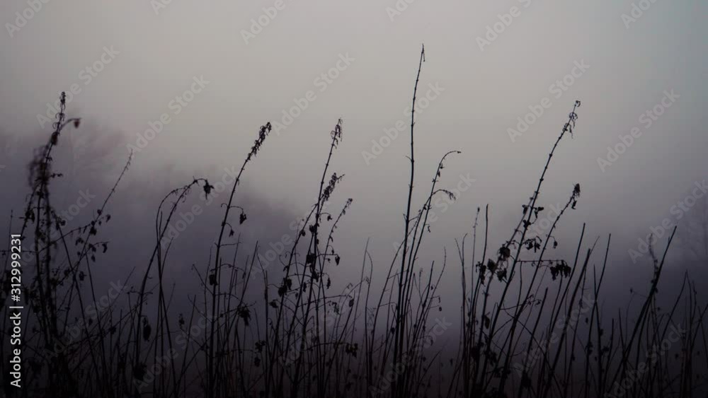dried grass during the fog in the morning