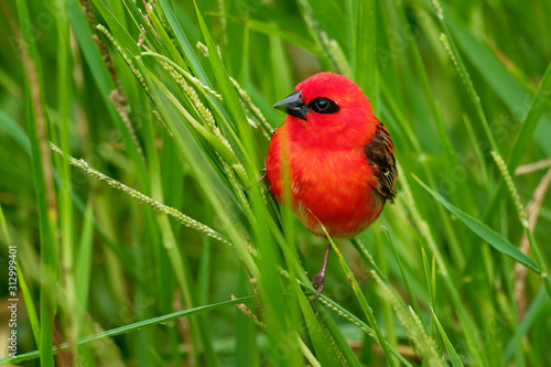 Madagascar Red Fody - Foudia madagascariensis red bird on the green and palm tree found in forest clearings, grasslands and cultivated areas, in Madagascar it is pest of rice cultivation