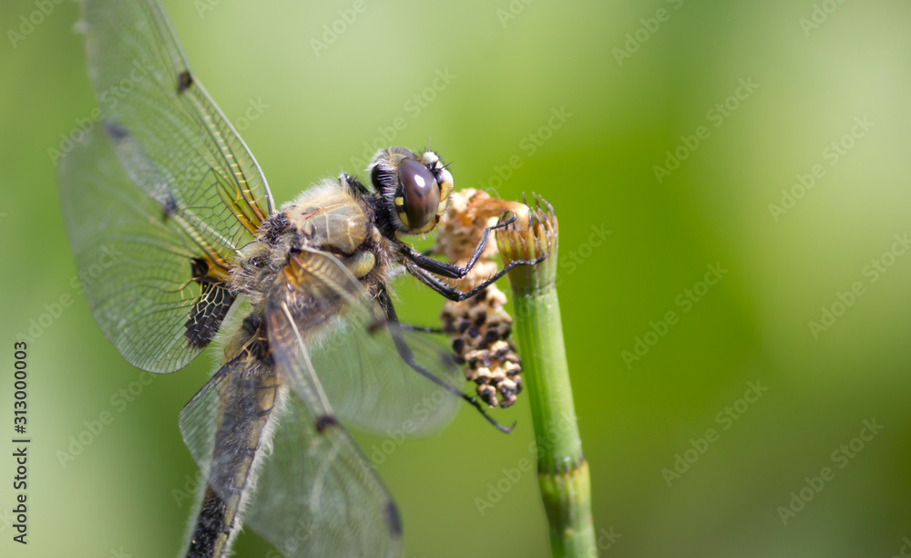 dragonfly on a leaf dragonfly on a leaf