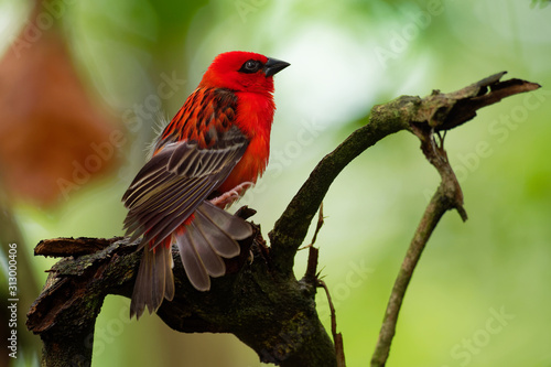 Madagascar Red Fody - Foudia madagascariensis red bird on the green and palm tree found in forest clearings, grasslands and cultivated areas, in Madagascar it is pest of rice cultivation