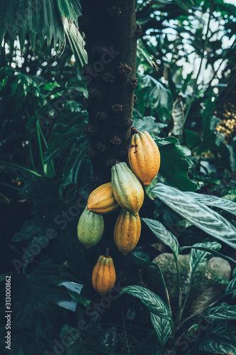 Papaya on tree