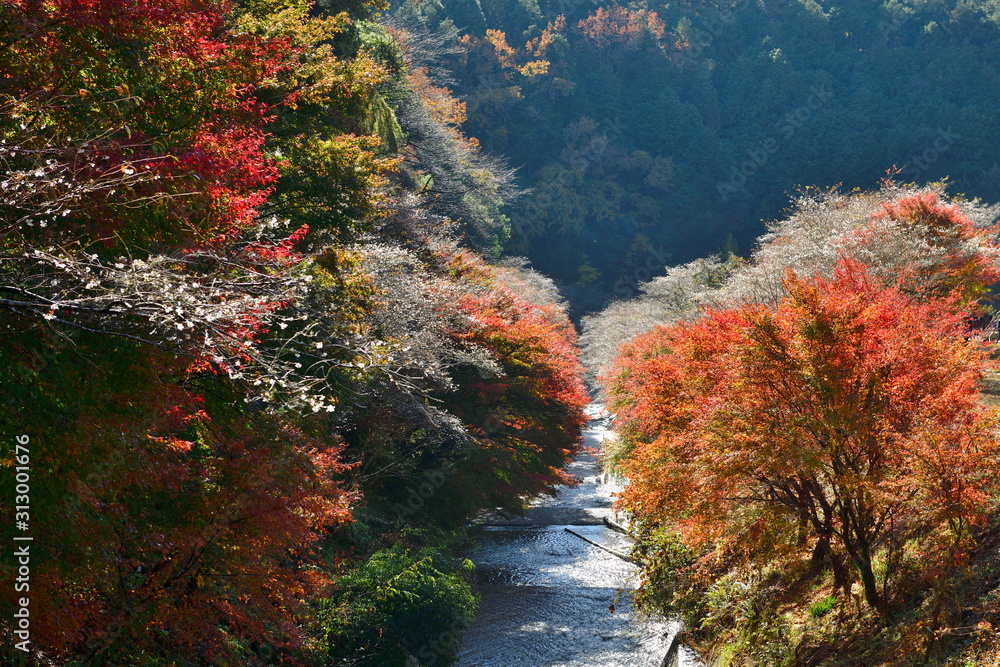 四季桜と紅葉 四季桜と紅葉