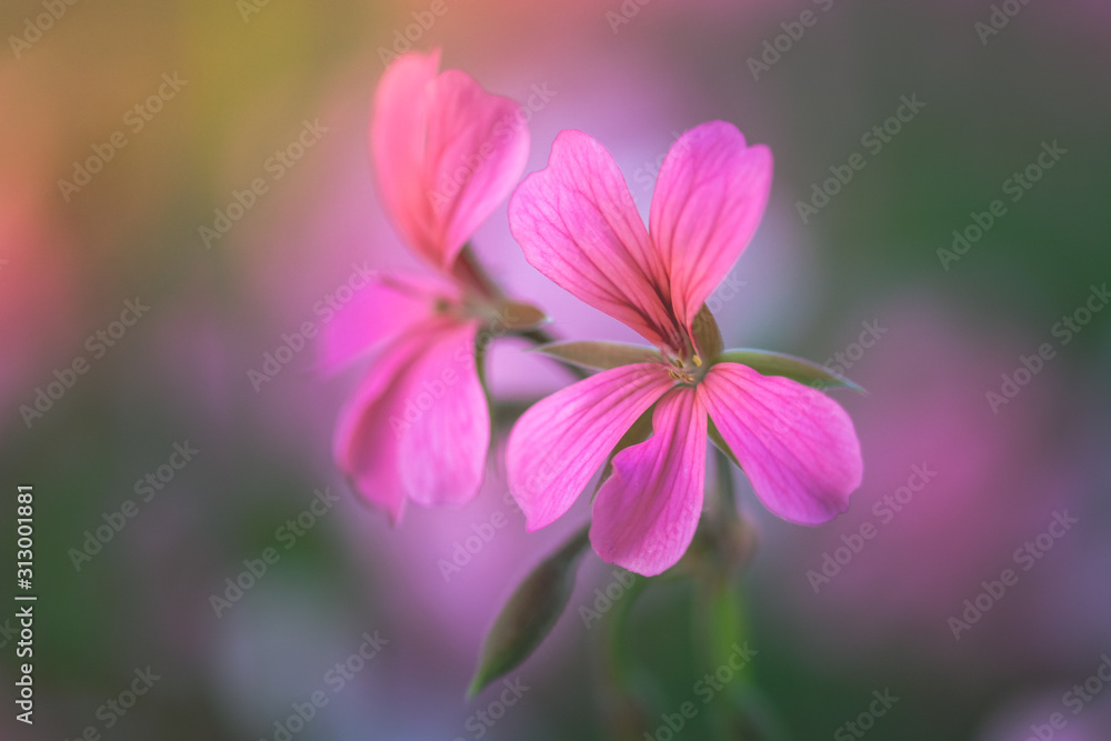 coppia di fiori di geranio rosa con sfondo sfocato e colorato coppia di fiori di geranio rosa con sfondo sfocato e colorato