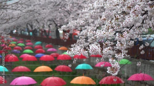 Jinhae Cherry Blossom Festival,Busan,South Korea photo