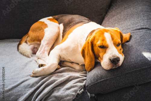 Adorable beagle hound in bright interior background. A pet sitting on the sofa with sad face © Przemyslaw Iciak