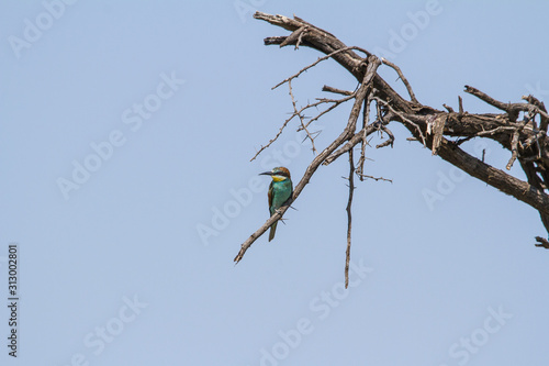 European Bee-ater on a tree branch photo