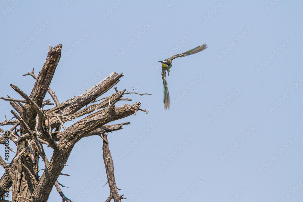European Bee-ater on a tree branch European Bee-ater on a tree branch