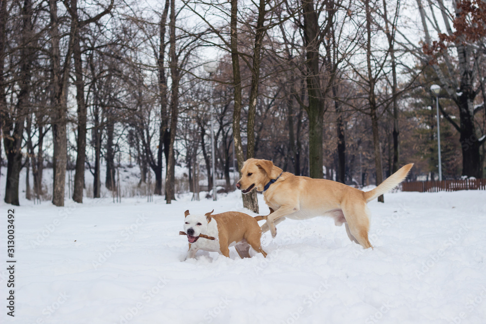 Winter wonderland. Two happy dogs playing at snow in the park Winter wonderland. Two happy dogs playing at snow in the park