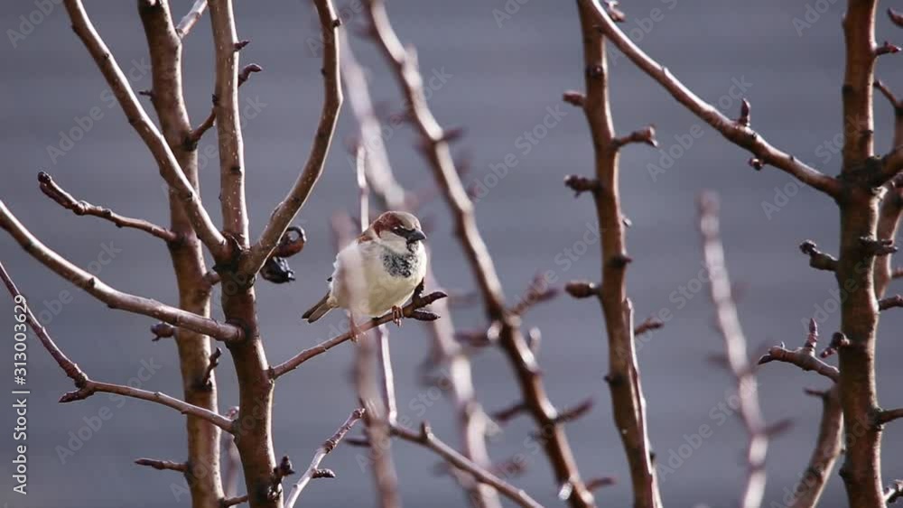 Sparrow (Passer Domesticus) sitting on a twig of a tree without leaves, singing and looking around Sparrow (Passer Domesticus) sitting on a twig of a tree without leaves, singing and looking around