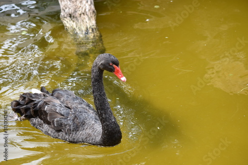 Black swan in the lake