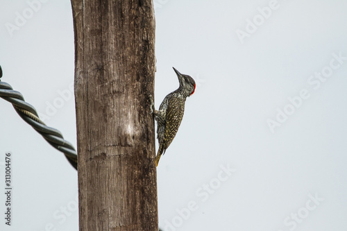 Cardinal Woodpecker on a powerline photo