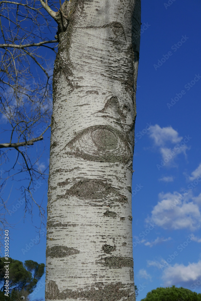 Eye of a birch tree