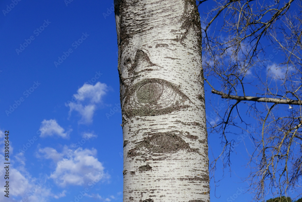 Eye of a birch tree
