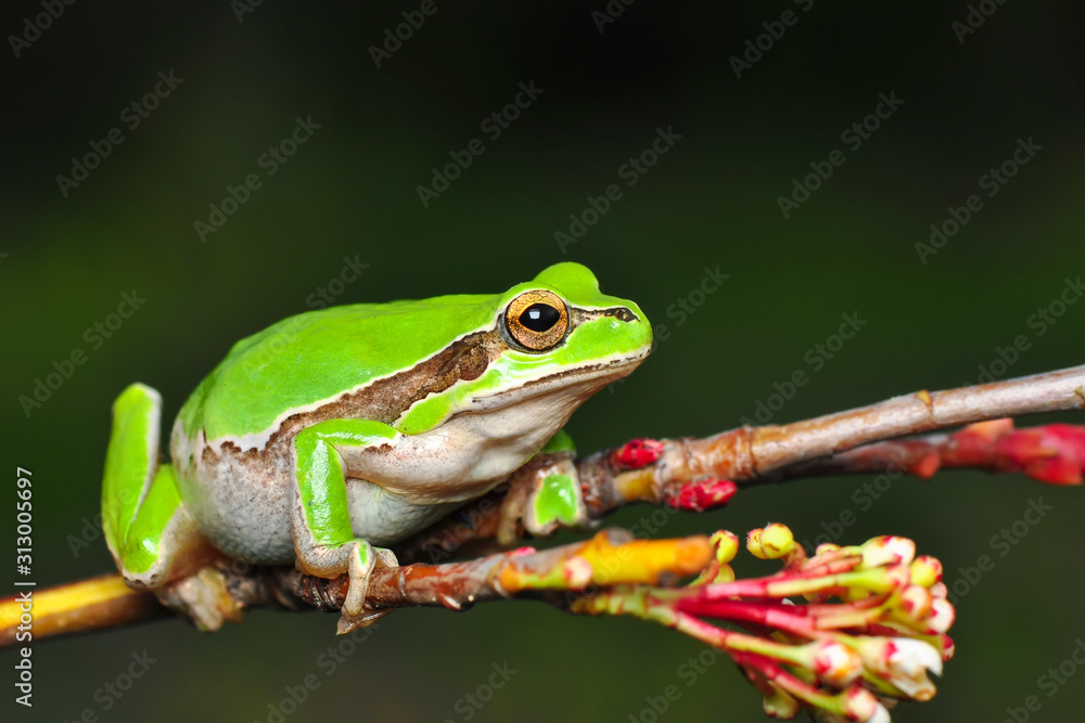 Beautiful Europaean Tree frog Hyla arborea - Stock Image Beautiful Europaean Tree frog Hyla arborea - Stock Image